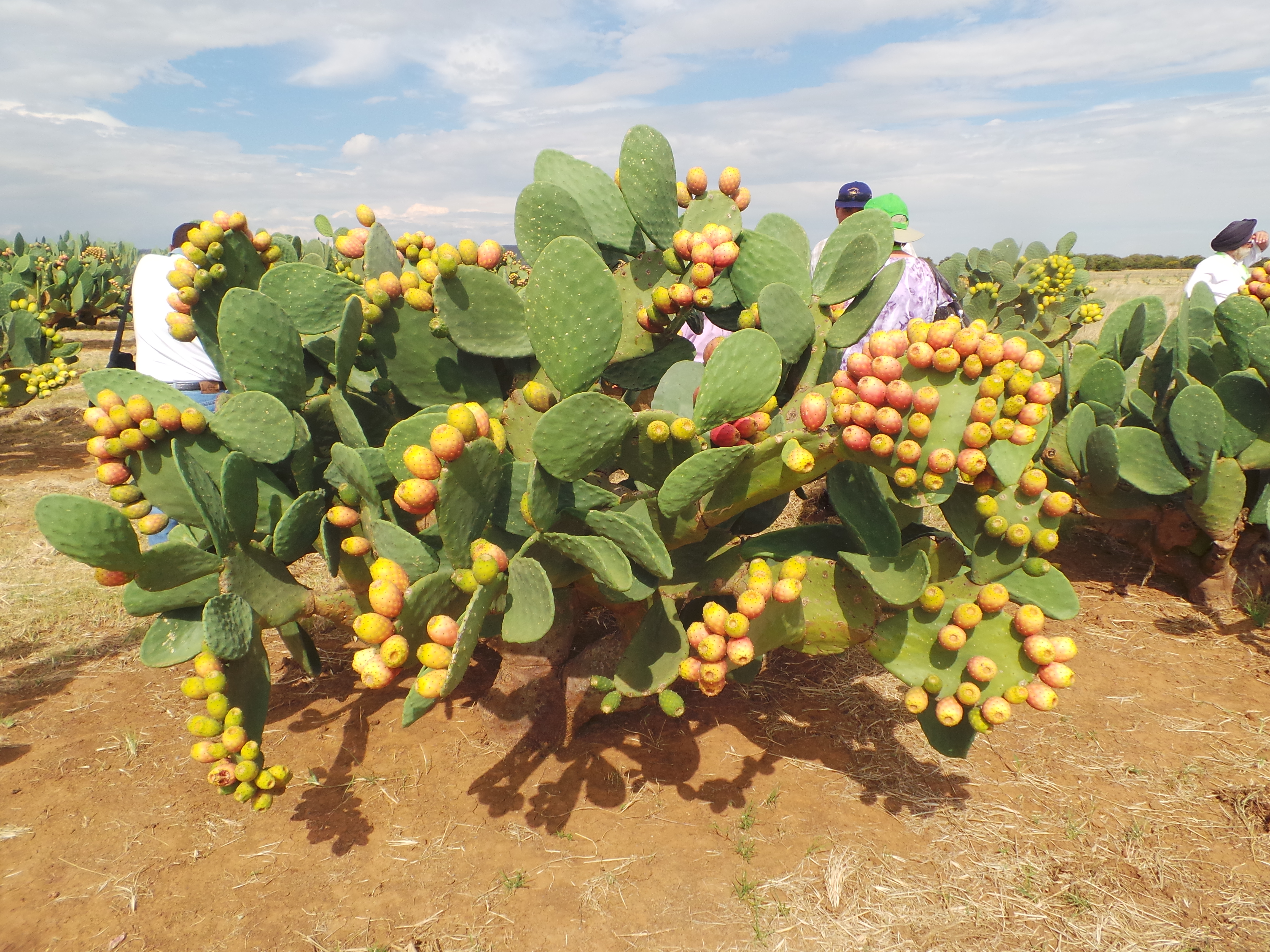 cactus-field-visit-during-international-cactus-pear-workshop-held-in-bloemfontein-south-africa-4