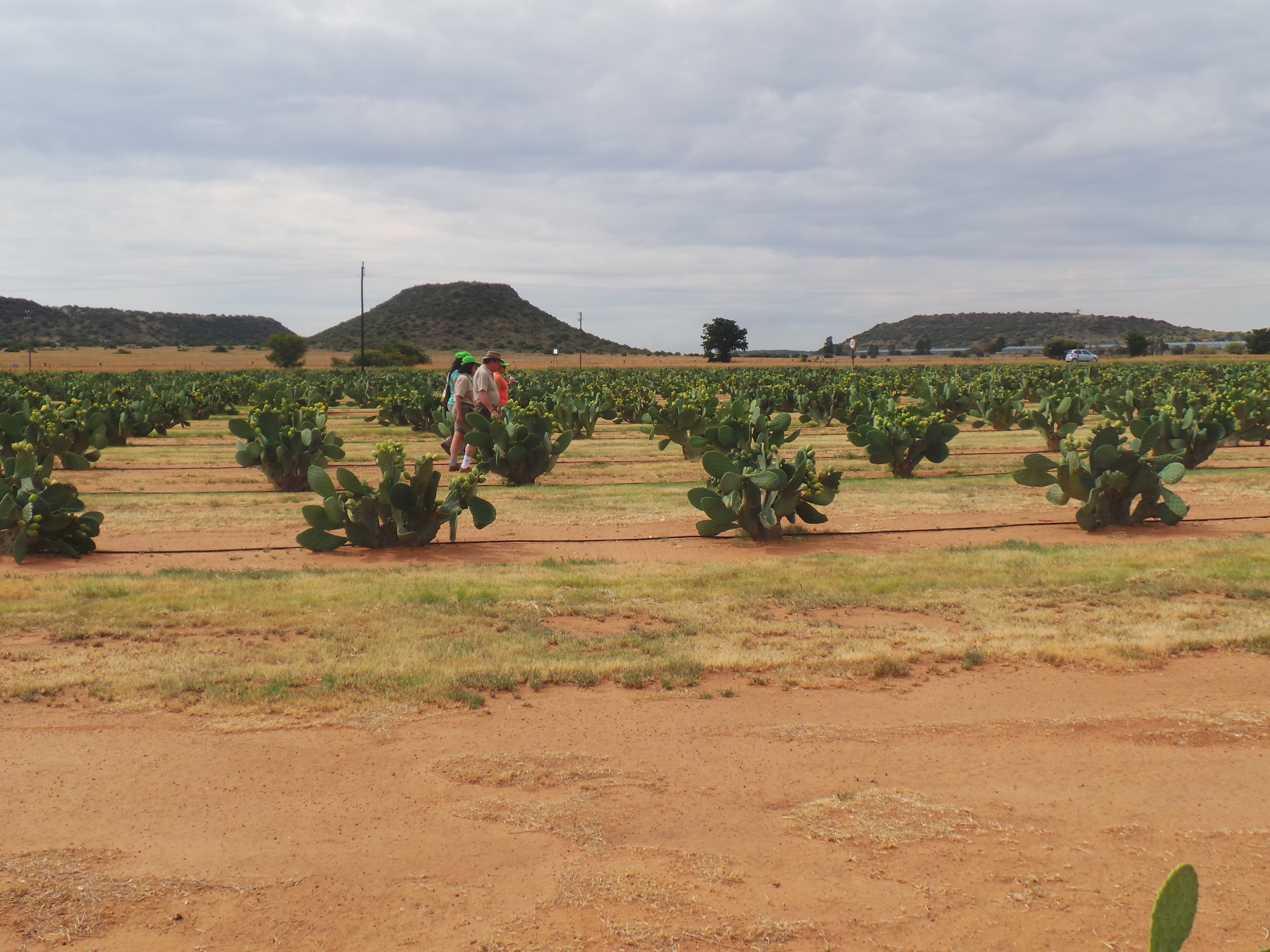 cactus-field-visit-during-international-cactus-pear-workshop-held-in-bloemfontein-south-africa