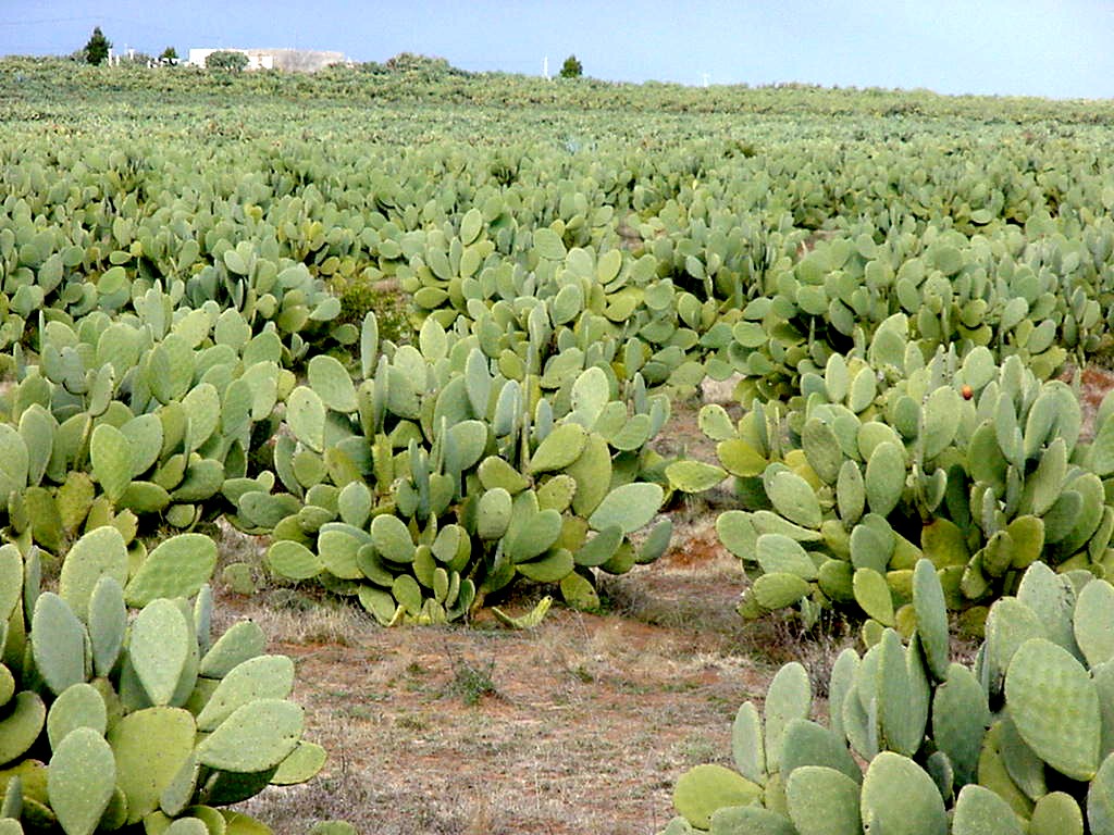 pic-8-cactus-field-tunisia